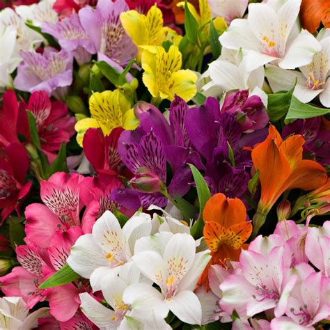 alstroemeria plants for sale